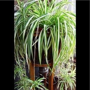 Spider Plant (‘Chlorophytum comosum’)